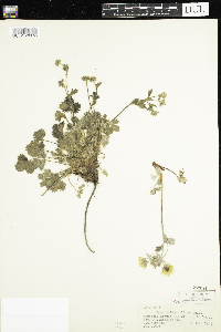 Potentilla villosa image