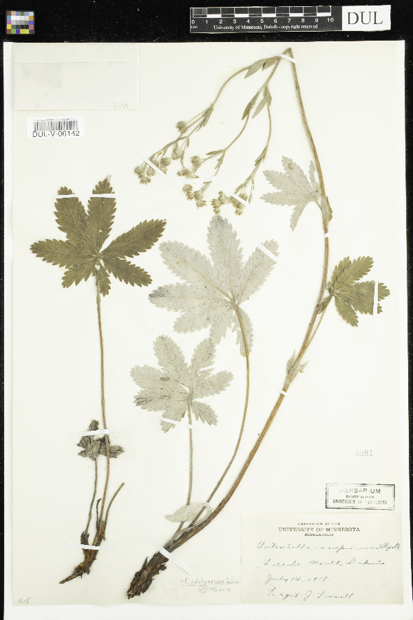 Potentilla pulcherrima image