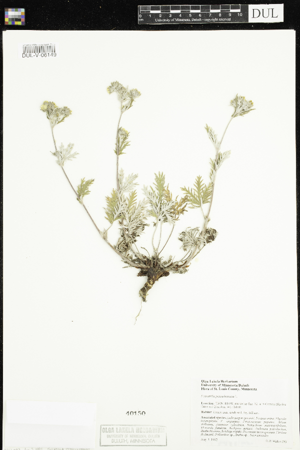 Potentilla pensylvanica image