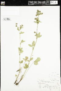 Potentilla norvegica image