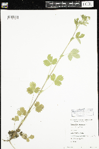 Potentilla norvegica image