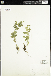 Potentilla norvegica image