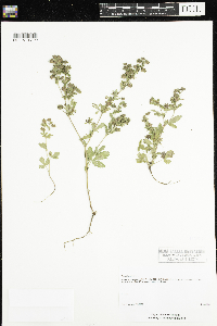 Potentilla norvegica image