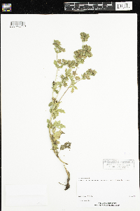 Potentilla norvegica image