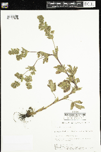 Potentilla norvegica image