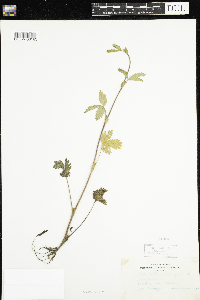 Potentilla norvegica image