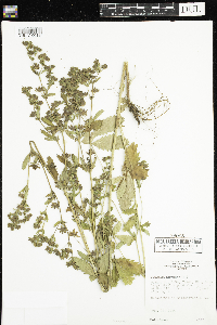 Potentilla norvegica image