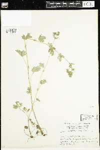 Potentilla norvegica image