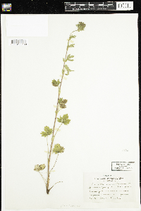 Potentilla norvegica image