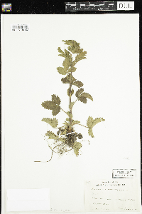 Potentilla norvegica image