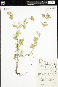 Potentilla norvegica image