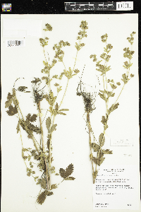 Potentilla norvegica image