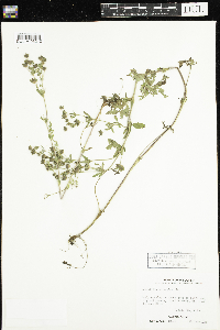 Potentilla norvegica image