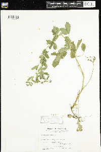 Potentilla norvegica image