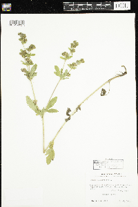 Potentilla norvegica image