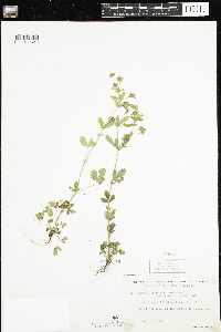 Potentilla norvegica image