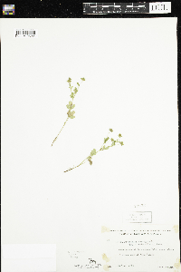 Potentilla norvegica image