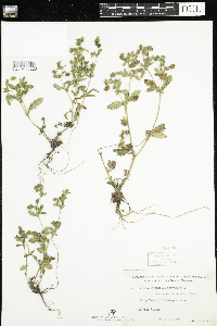 Potentilla norvegica image