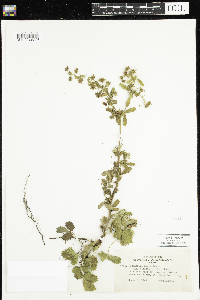 Potentilla norvegica image