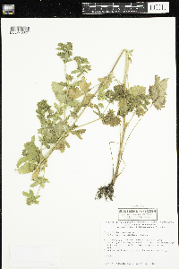 Potentilla norvegica image