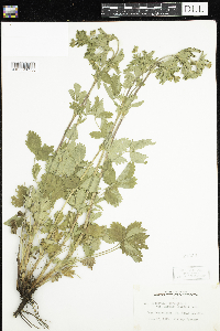 Potentilla norvegica image