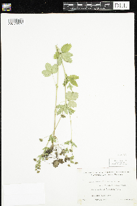 Potentilla norvegica image