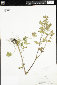 Potentilla norvegica image