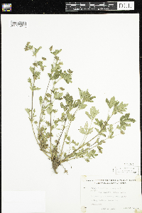 Potentilla norvegica image