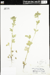 Potentilla norvegica image