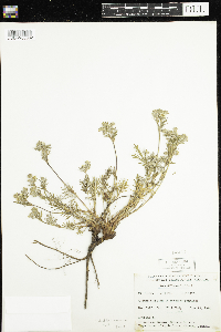 Potentilla bimundorum image