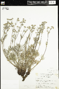 Potentilla bimundorum image