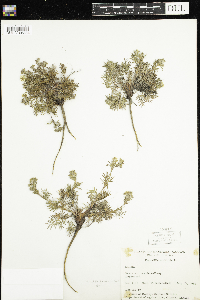 Potentilla bimundorum image