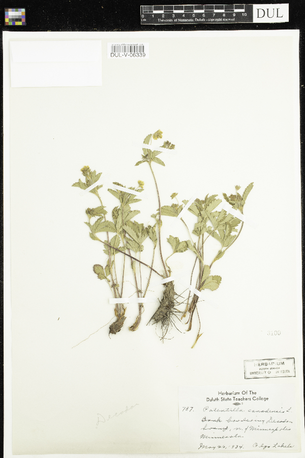 Potentilla canadensis image