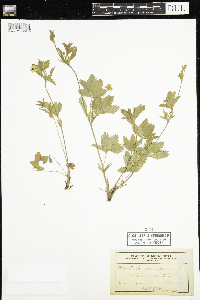 Potentilla canadensis image