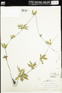 Potentilla canadensis image