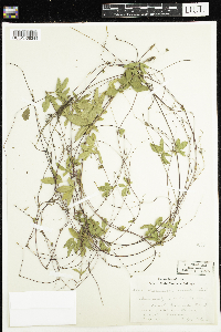 Potentilla canadensis image