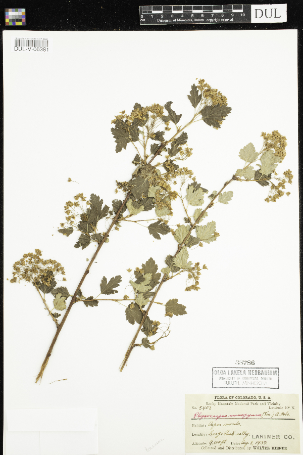 Physocarpus monogynus image