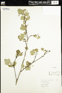 Physocarpus monogynus image