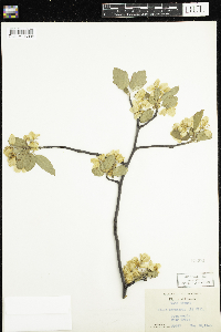 Malus coronaria image