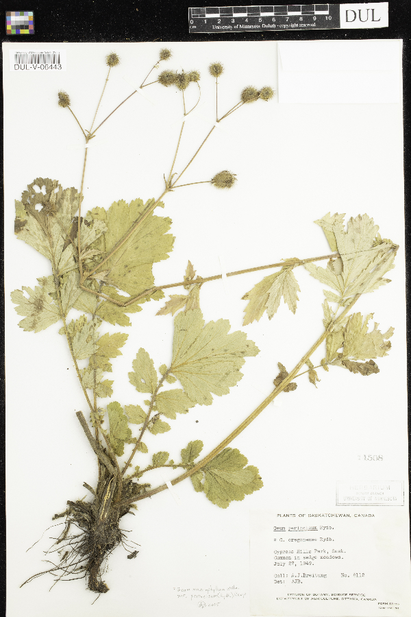 Geum macrophyllum image