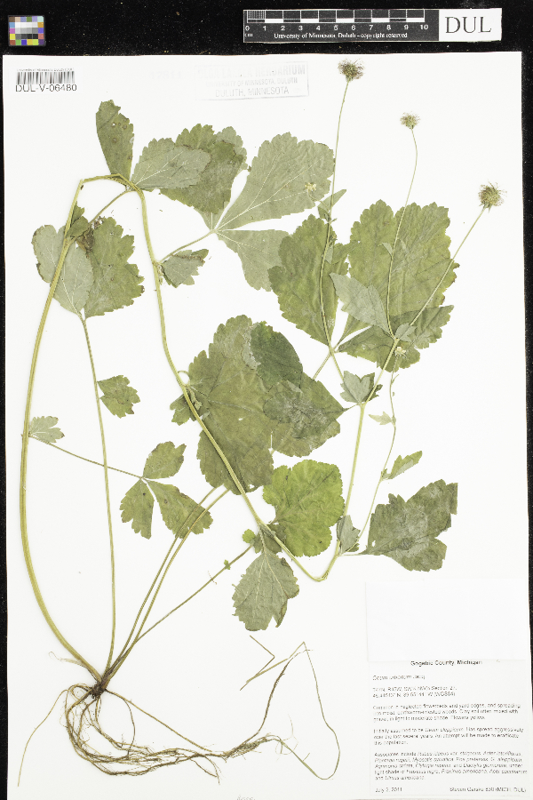 Geum urbanum image