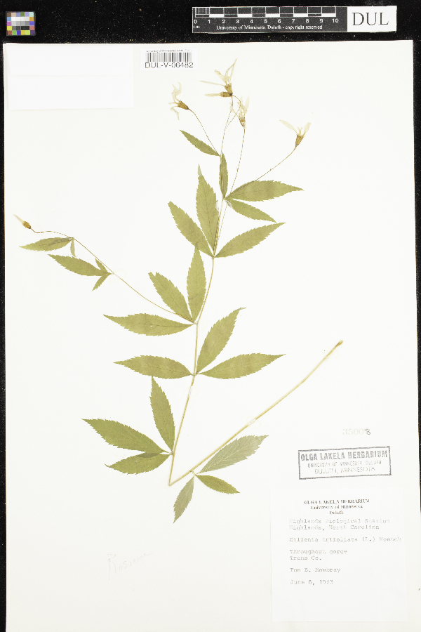 Gillenia trifoliata image