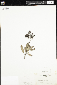 Heteromeles arbutifolia image