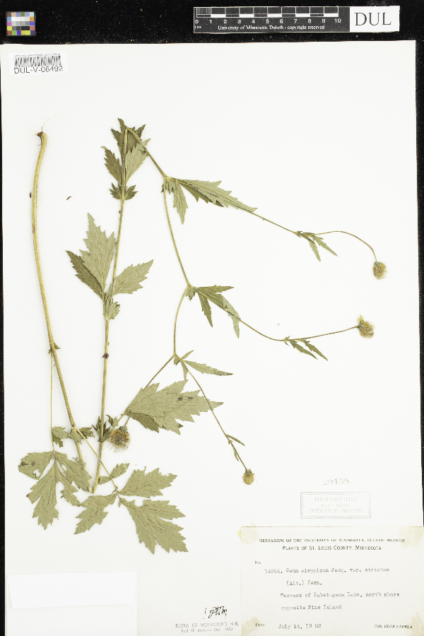 Geum aleppicum image