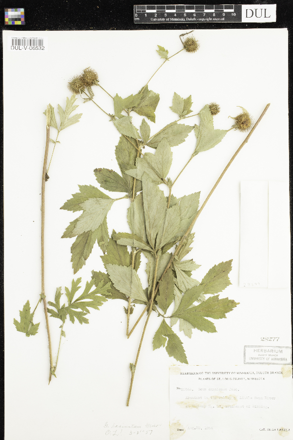 Geum laciniatum image
