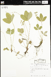 Fragaria virginiana image