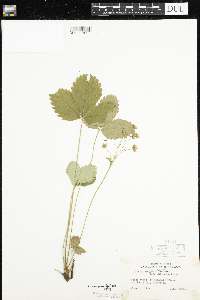 Fragaria virginiana image