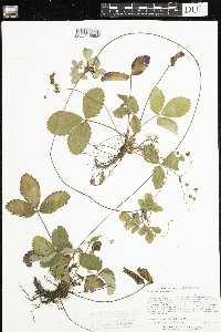 Fragaria virginiana image