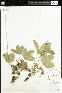 Fragaria virginiana image