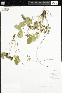 Fragaria virginiana image